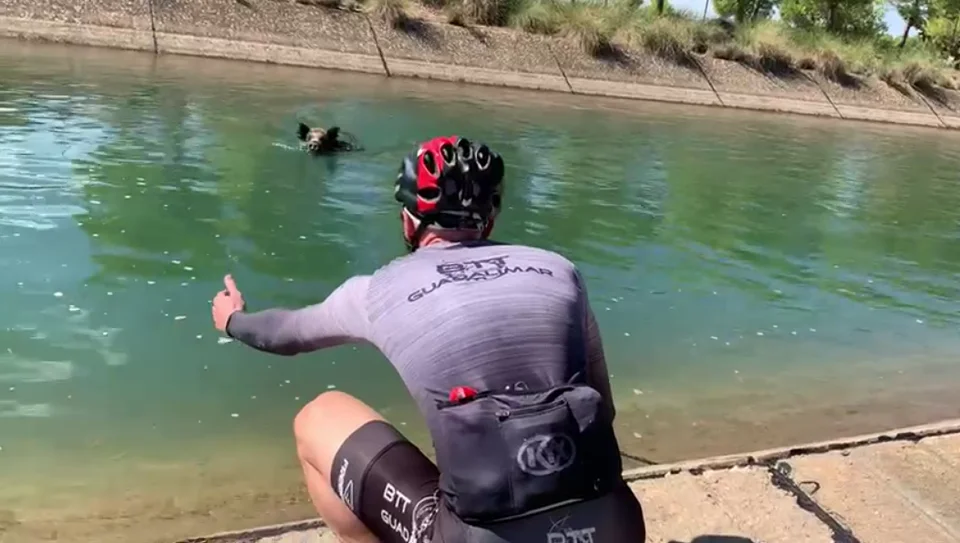 [Vidéo] Un cycliste qui voulait bien faire se fait charger par un sanglier