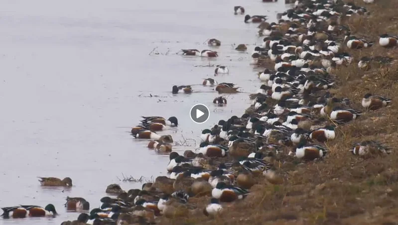 Vidéo : concentration de canards souchet