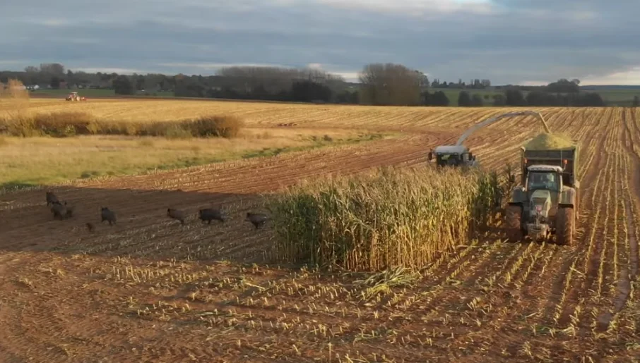 [Vidéo] Quand une vidéo de Passion des Tracteurs devient une vidéo de sangliers