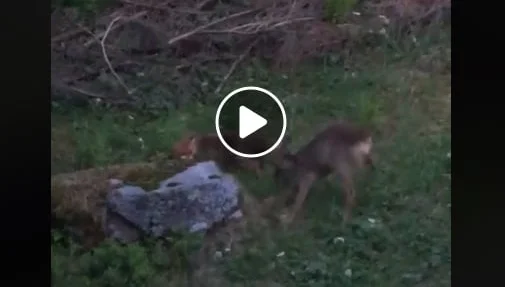 Vidéo : une chevrette se bat avec un renard qui a prédaté son faon