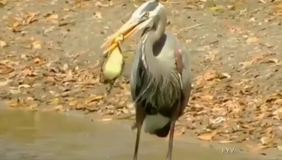 Vidéo : un héron tue puis mange un caneton