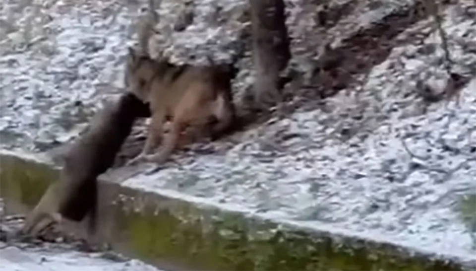 [Vidéo] Un loup galère à emporter la dépouille d’un chevreuil