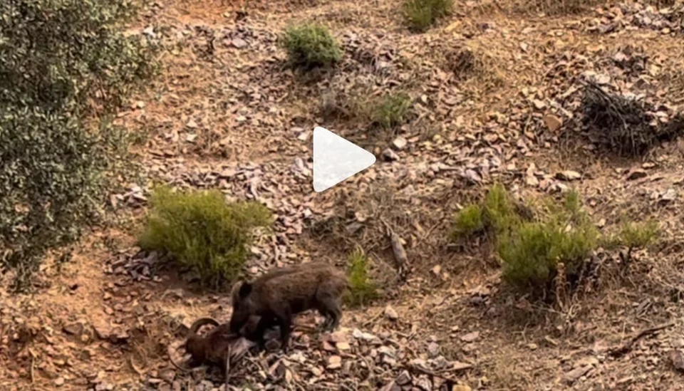 [Vidéo] Un sanglier mange un mouflon