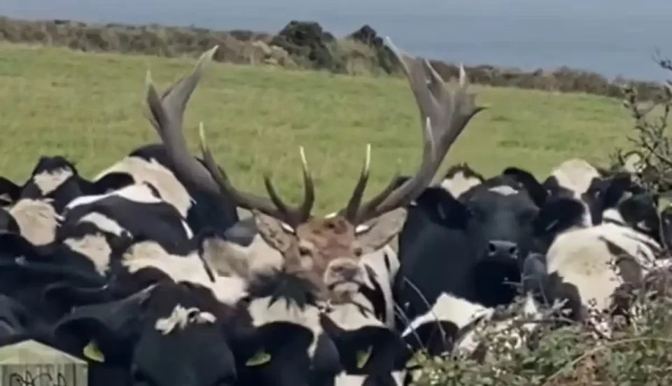 [Vidéo] Un cerf pas franchement expert en cache-cache