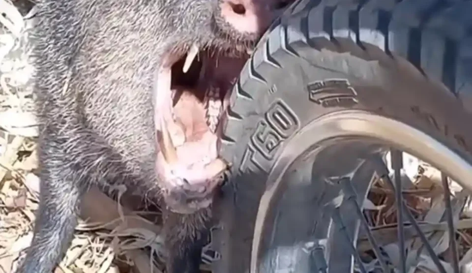 [Vidéo] Un pécari se coince une dent dans un pneu