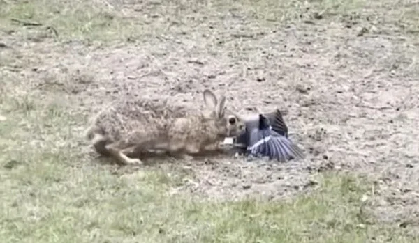 [Vidéo] Un lapin s’attaque violemment à un geai