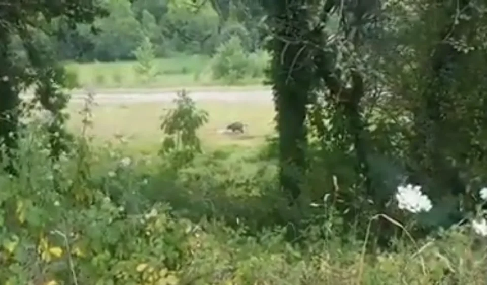 [Vidéo] Un sanglier attaque un mouton