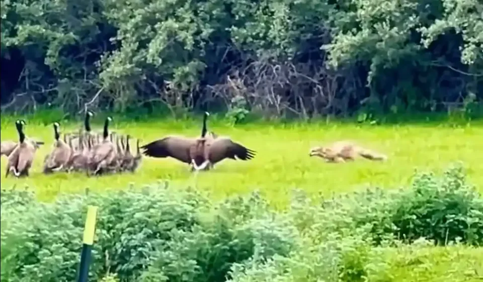 [Vidéo] L’incroyable défense d’un groupe de bernaches face à un renard