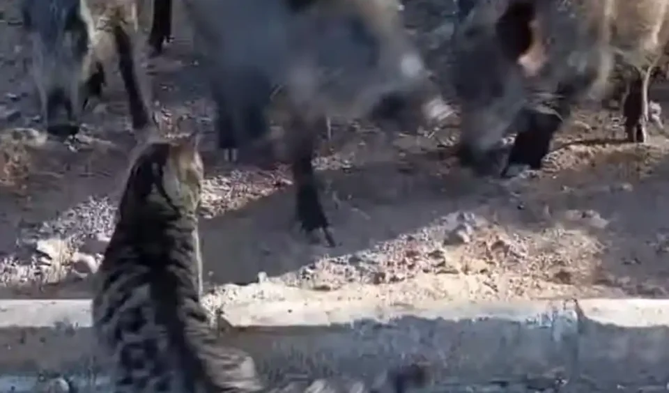un chat tient tete à des sangliers