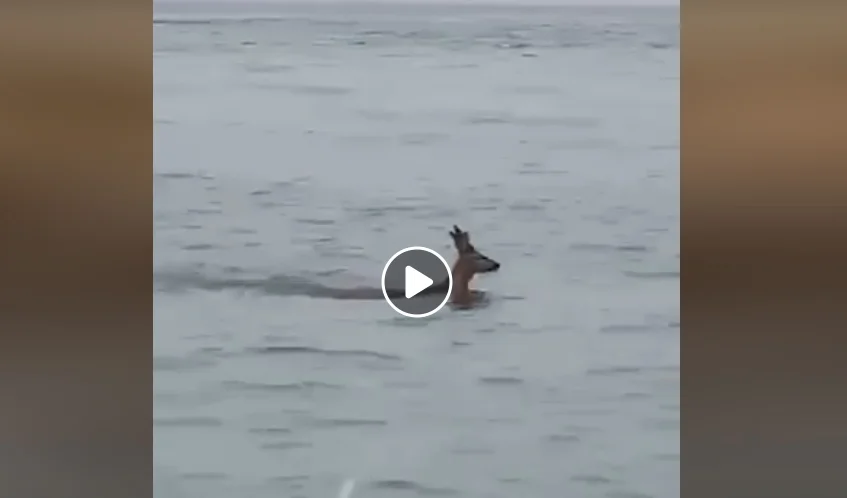 [Vidéo] Un chevreuil accoste au Cap Ferret