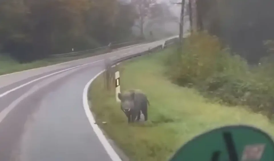 [Vidéo] Un faux sanglier qui fait stopper les automobilistes