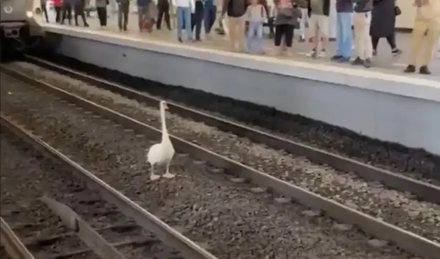 [Vidéo] Un cygne (canard pour les urbains!) perturbe le RER A en région parisienne