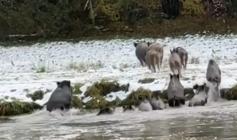 [Vidéo] Une jolie compagnie de sangliers s’offre un bain frais