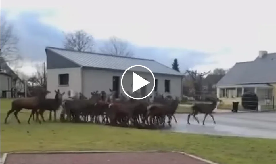 [Vidéo] Une harde de cervidés en pleine zone pavillonnaire