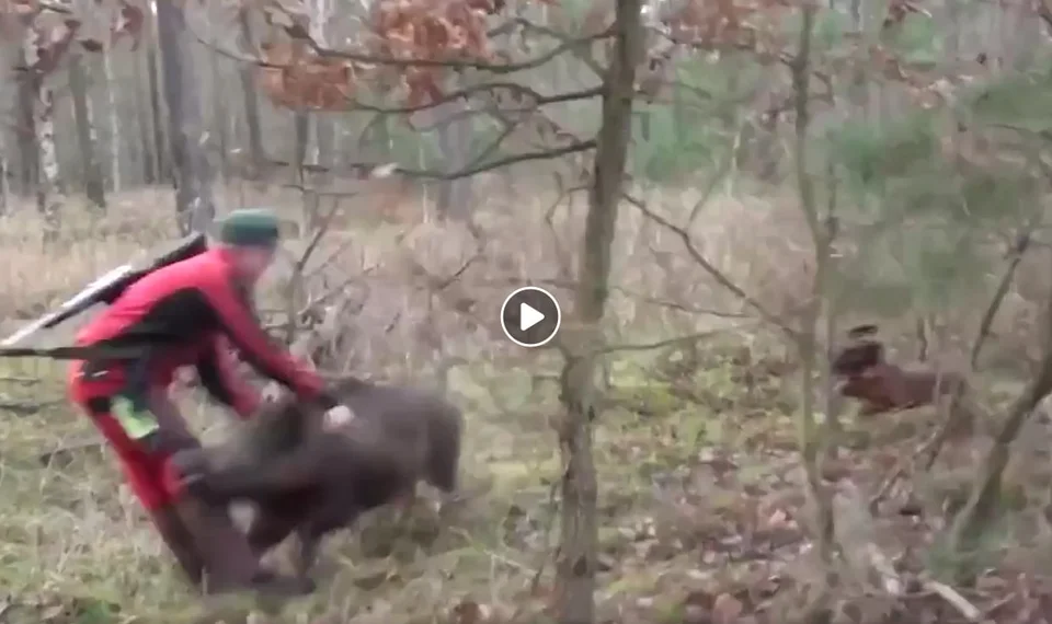 Vidéo : un chasseur sauvé par son chien de chasse