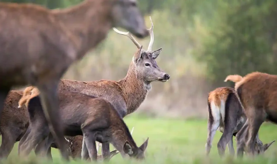 Loupés lors de chasse aux cervidés