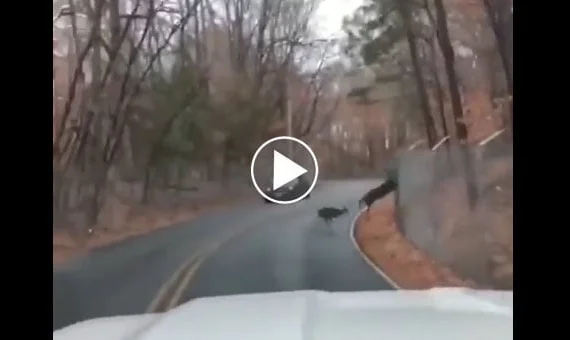 Vidéo : ces cerfs coincés sur la route par des grillages
