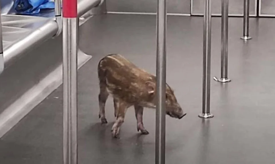 Un sanglier dans le métro !