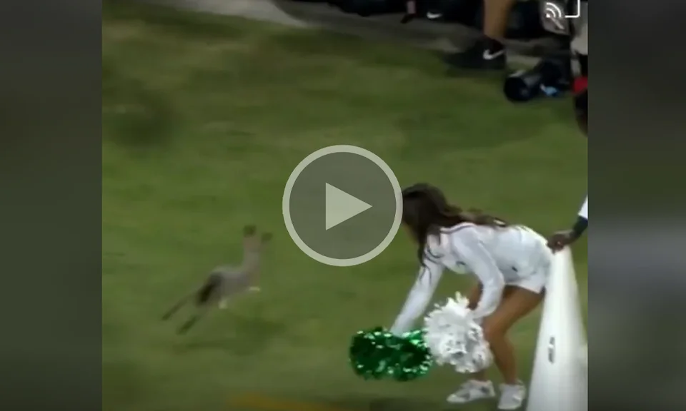[Vidéo] Un lièvre pénètre la pelouse d’un stade de football américain