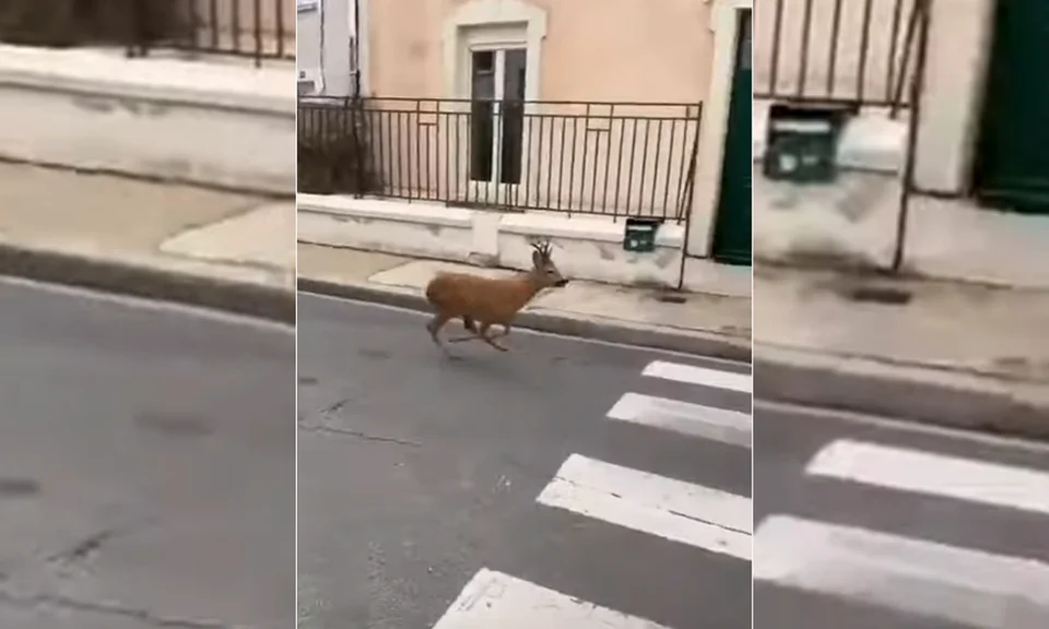 [Vidéo] Le Mans : Un chevreuil filmé en pleine course rue de la Fuie