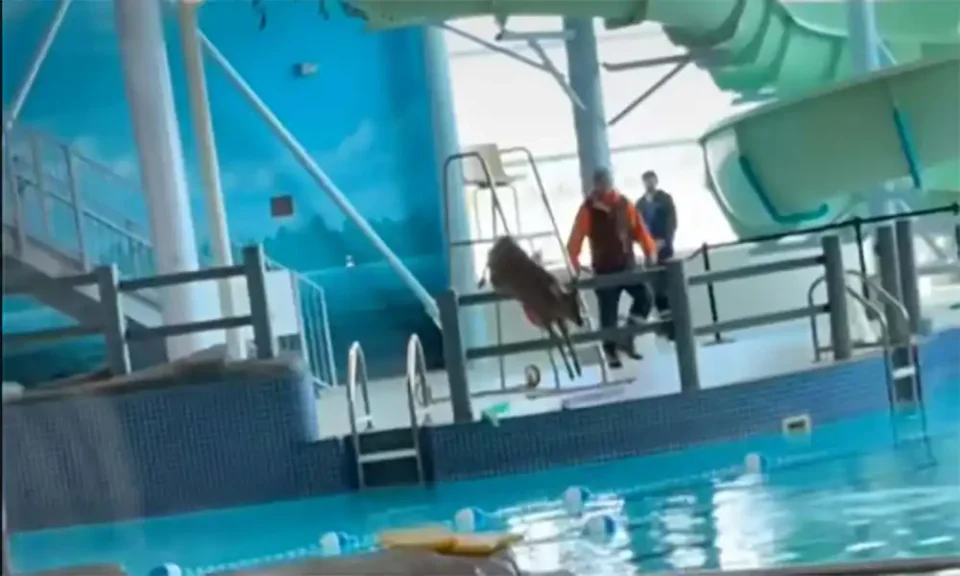 [Vidéo] Un cervidé sème la pagaille dans une piscine municipale