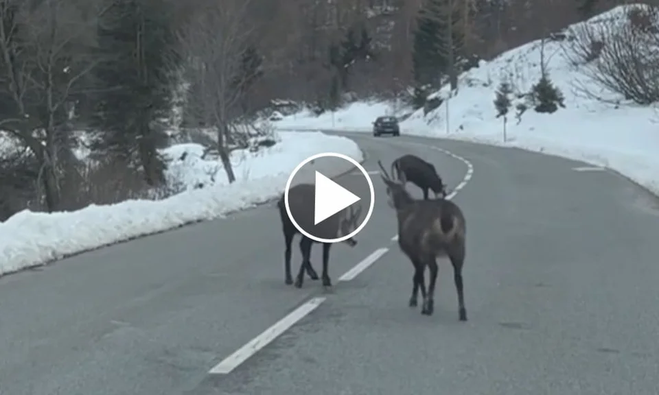 [Vidéo] 3 magnifiques chamois filmés au milieu d’une route