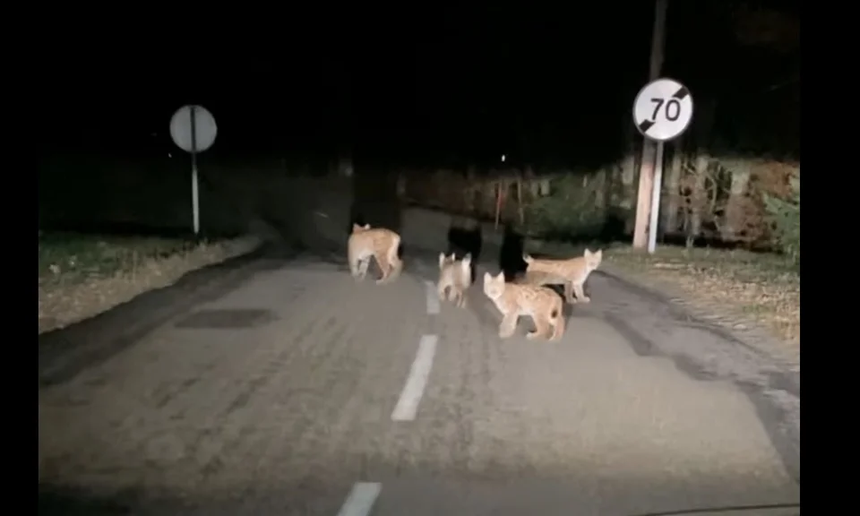 [Vidéo] 4 lynx filmés en bord de route dans le Haut-Doubs