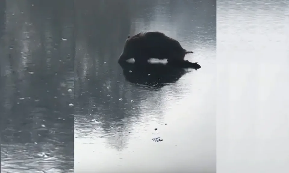 [Vidéo] Un sanglier patine sur un lac gelé d’Allemagne