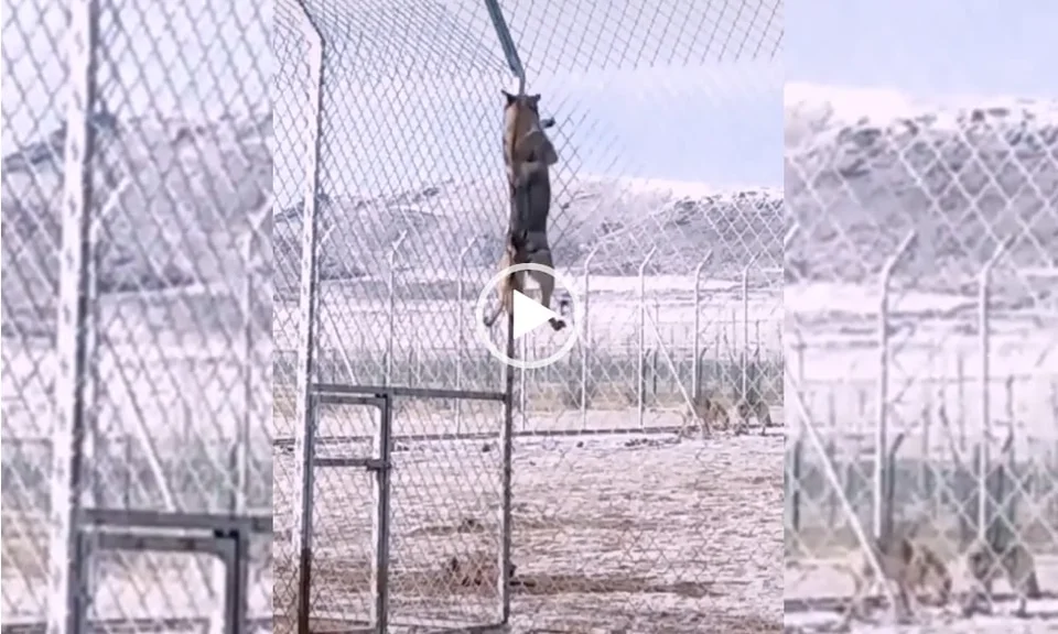 [Vidéo] Un loup passe par dessus une clôture de plusieurs mètres