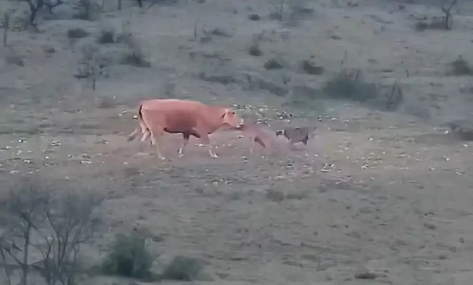 [Vidéo] 2 vaches défendent un veau d’une attaque de loup
