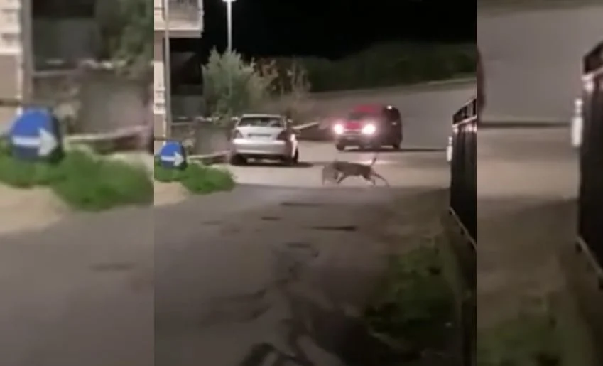 [Vidéo] Des loups attaquent un chien en pleine ville en Italie