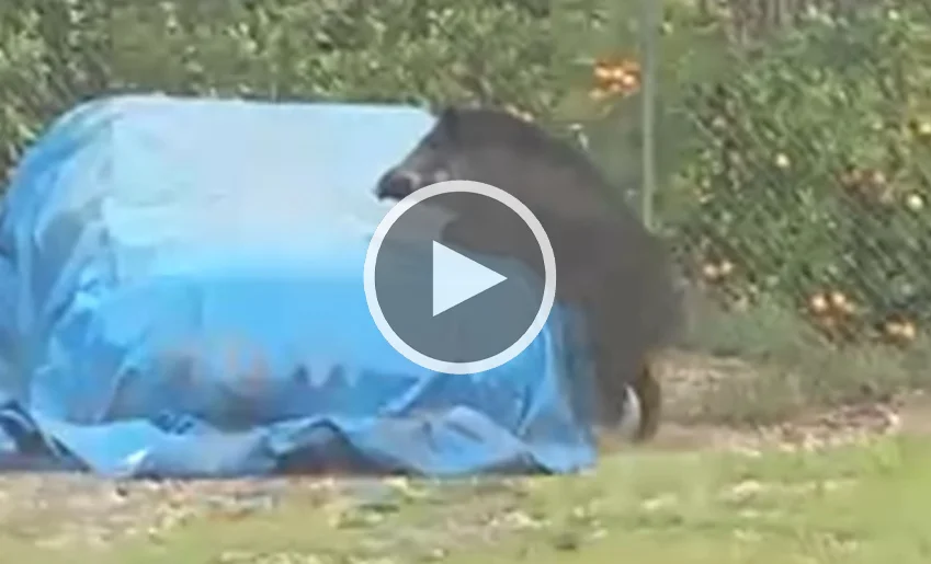 [Vidéo] Un sanglier un peu trop chaud