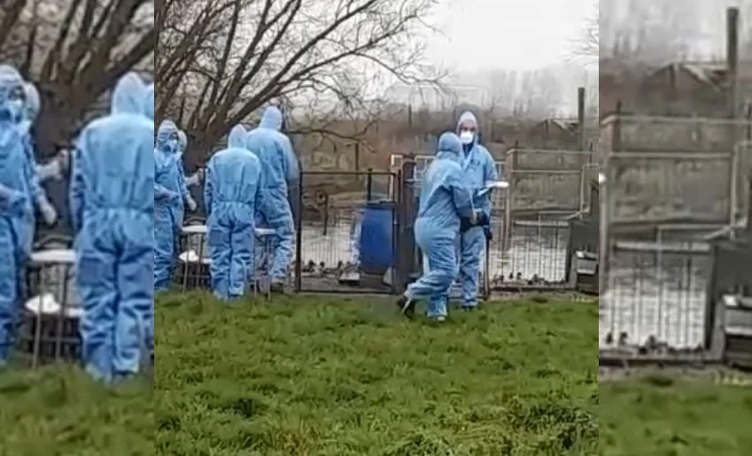 [Vidéo] Abattage d’appelants dans le Nord, des images qui révoltent les chasseurs de Gibier d’eau