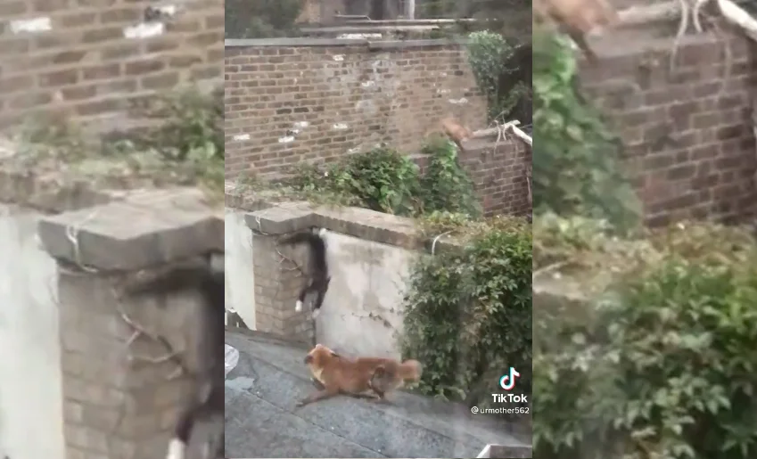 [Vidéo] Altercation entre un chat et deux goupils en zone urbaine