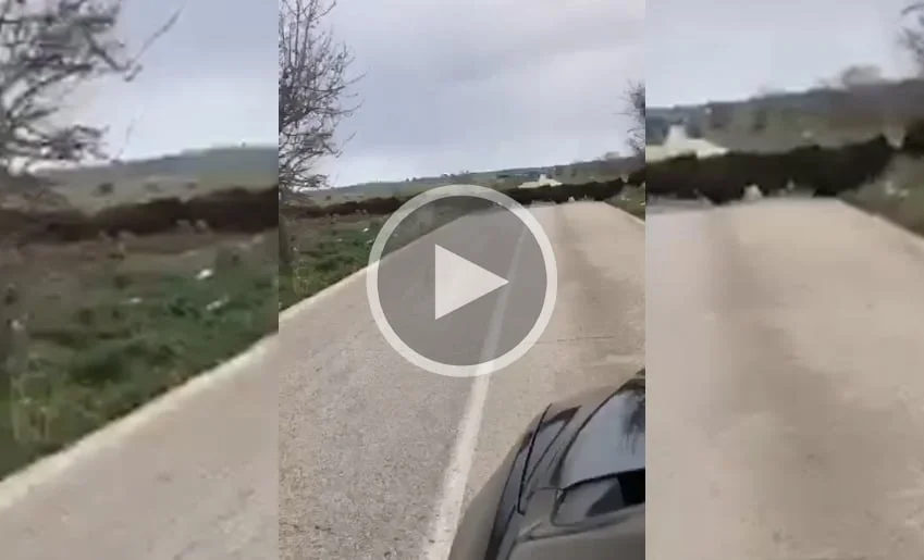 [Vidéo] Une compagnie de sangliers monstrueuse filmée par un automobiliste