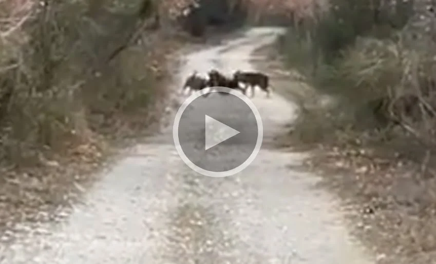 [Vidéo] Il tombe sur deux loups qui tuent un sanglier en promenant son chien