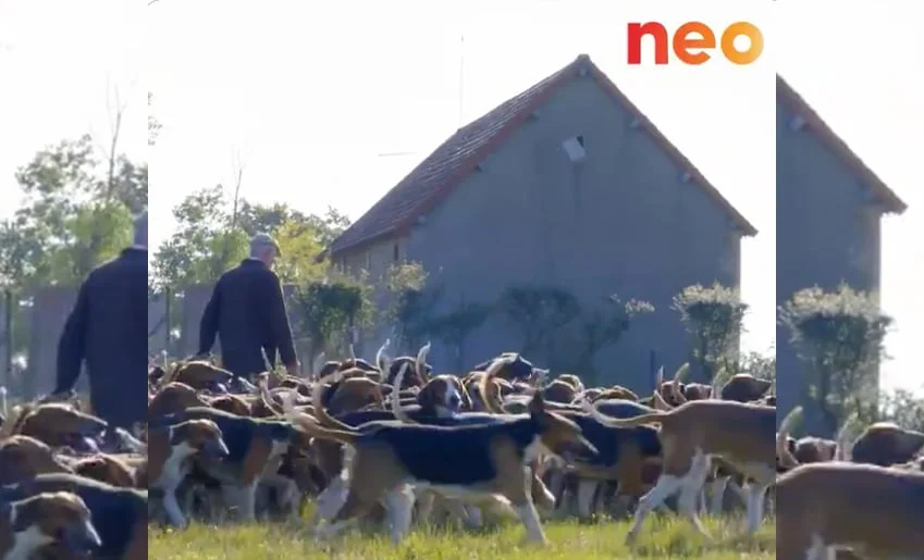 [Vidéo] La plus grande meute d’Europe est Française et se trouve dans l’Allier