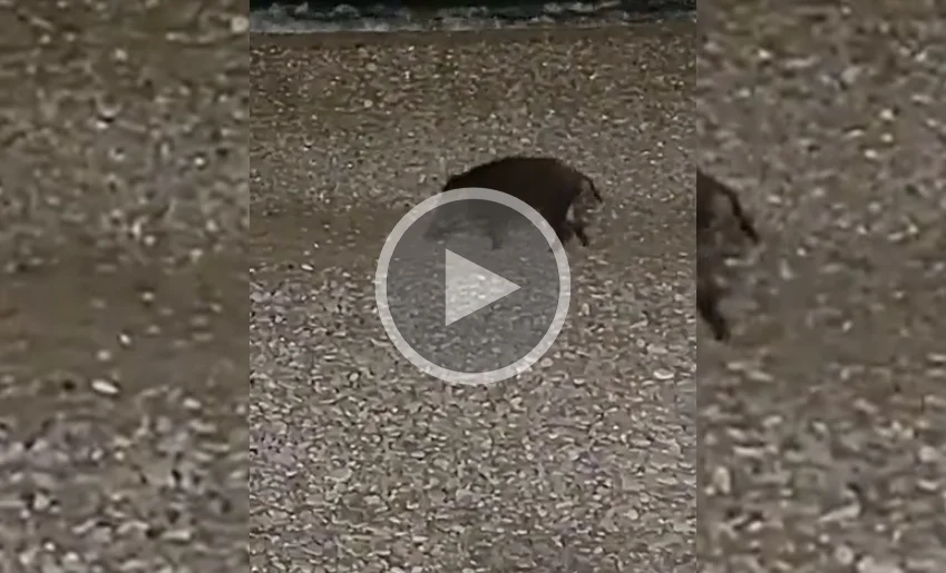 [Vidéo] Un sanglier se promène en soirée sur les plages Niçoises