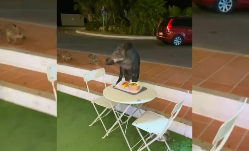 [Vidéo] Un sanglier qui se régale en terrasse