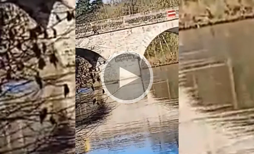 [Vidéo] Un sanglier nageur aperçu dans la Mayenne