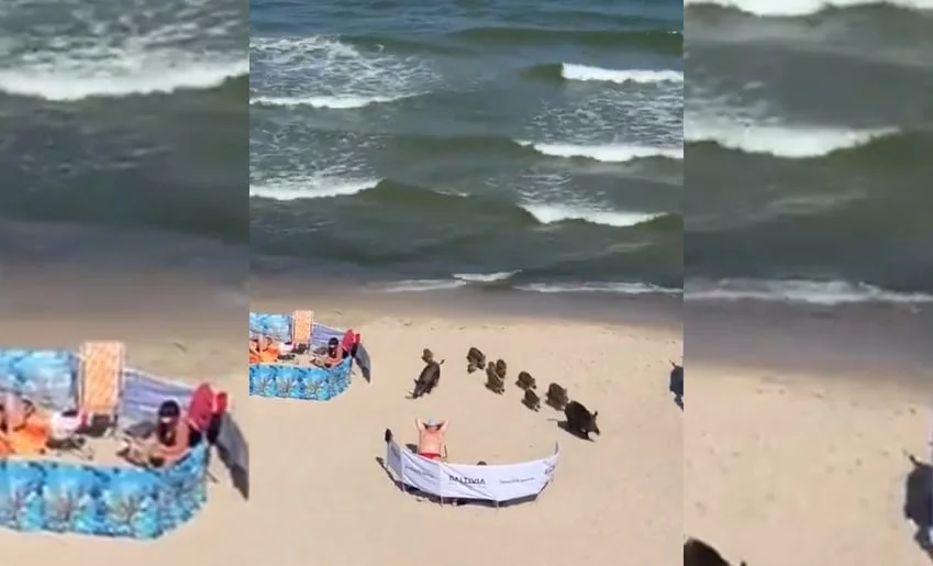 [Vidéo] Une compagnie de sangliers se promène sur la plage