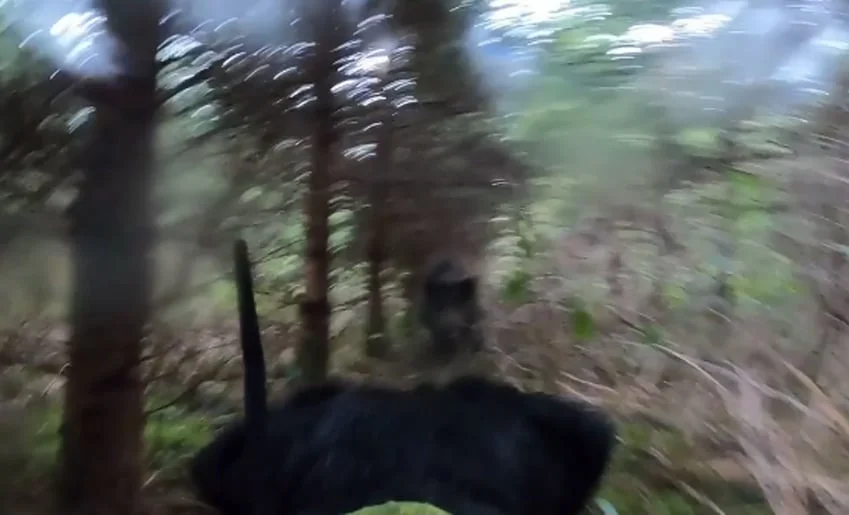 [Vidéo] Rencontre avec le sanglier du point de vue du chien : impressionnant!
