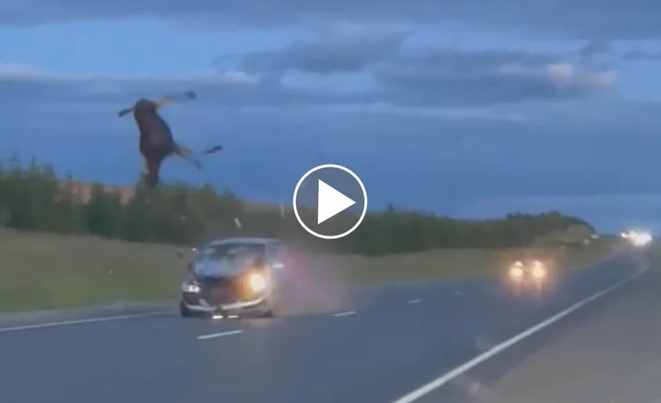 [Vidéo] Terrible accident de la route avec un cervidé