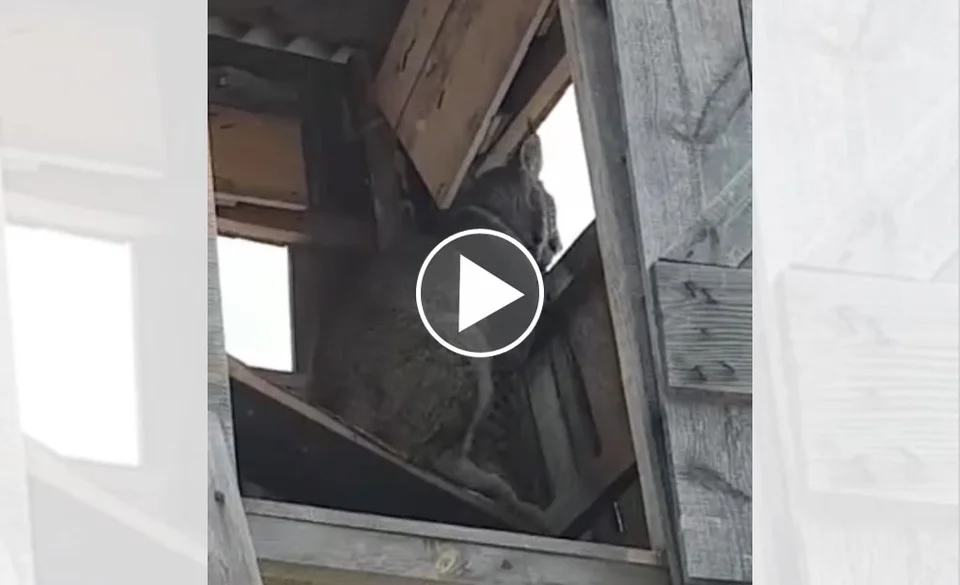 [Video] Quand un lynx prend la place d’un chasseur au mirador