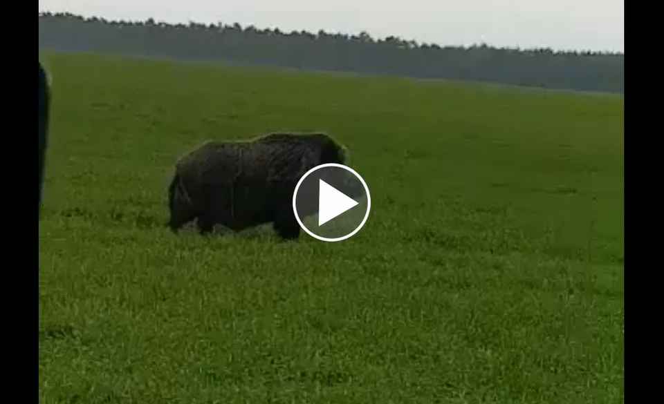 [Vidéo] Un sanglier énorme filmé le long d’une route