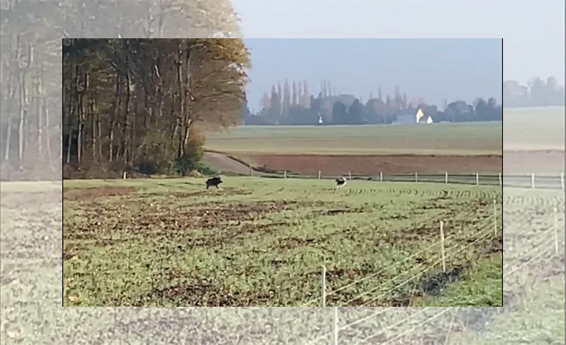 [Vidéo] Le sanglier qui chassait le chien !