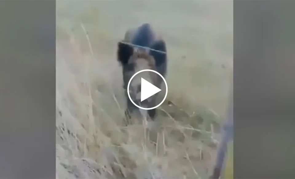 Vidéo : un sanglier qui claque méchamment des dents