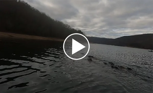 Vidéo : 13 sangliers au milieu d’un lac dans le Jura