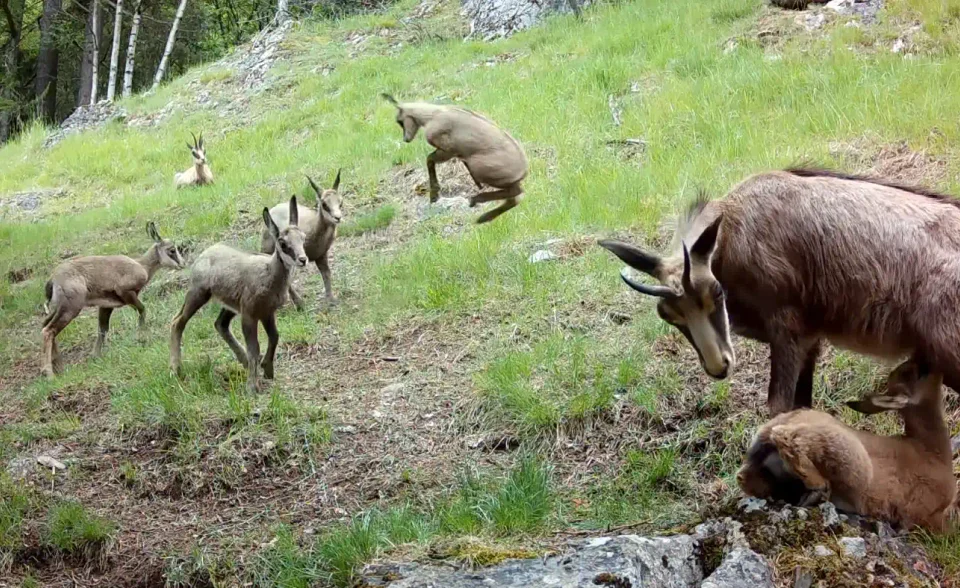 [Vidéo] Une bande de cabris trop mignonne et en pleine forme