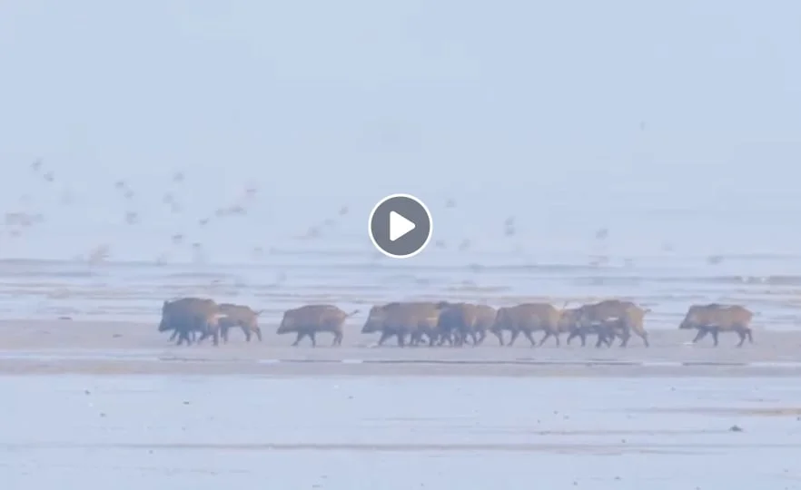 [Vidéo] des sangliers en baie du Mont-Saint-Michel